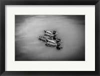 Three Little Ducks Fine Art Print