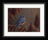 Autumn Bluebird Fine Art Print