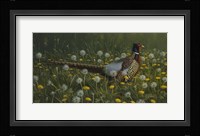 Dandy Rooster - Formosan Ring-necked Pheasant Fine Art Print