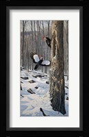 Swooping In - Pileated Woodpeckers Fine Art Print