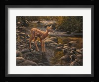 Water's Edge - Fawn Fine Art Print
