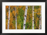 Lines Of Grace Framed Print