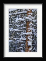 Out On A Limb Fine Art Print