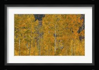 The Flames Of Autumn Fine Art Print