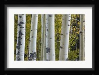 Aspen Trunks Fine Art Print