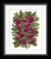 Dried Pelargonium Fine Art Print