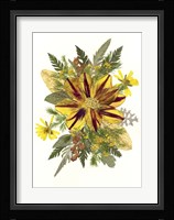 Dried Tulip 1 Fine Art Print