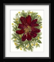 Dried Tulip 2 Framed Print