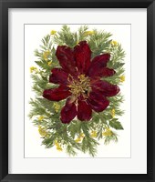 Dried Tulip 2 Framed Print