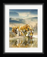 Tiger Drinking Water Fine Art Print