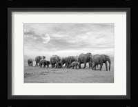 Elephent Family Fine Art Print