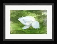 White Lotus Fine Art Print