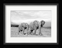 Elephant Mother Fine Art Print