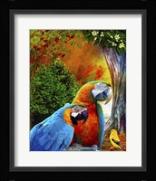 Parrot Love 3 Framed Print
