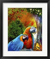 Parrot Love 3 Fine Art Print