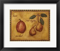 Pears Bosc Red Anjou Seckel Fine Art Print