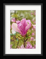 Pink Flower Fine Art Print
