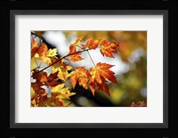 Fall Colors Fine Art Print