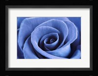 Denim Blue Rose Fine Art Print