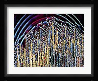 Celebration Fine Art Print