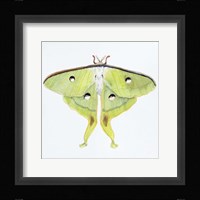 Butterfly Collection Luna Moth Fine Art Print
