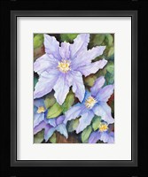 Lavender Cosmos Fine Art Print