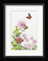 Milkweed and Monarch Butterflies Fine Art Print