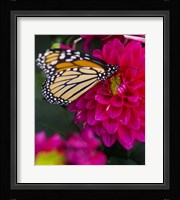 Butterfly 1 Fine Art Print
