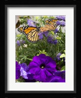Butterfly 1 Fine Art Print