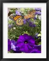 Butterfly 1 Fine Art Print