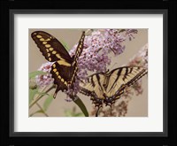 Butterfly 1 Fine Art Print