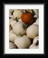 White Pumpkins Fine Art Print