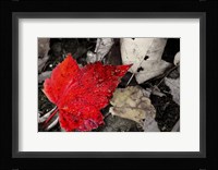 Red Leaf Fine Art Print