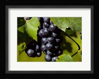 Natural Detail 20 Fine Art Print