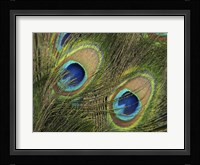 Natural Detail 29 Fine Art Print