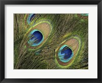 Natural Detail 29 Fine Art Print