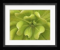 Natural Detail 34 Fine Art Print