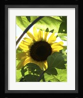 Sunflower 6 Fine Art Print
