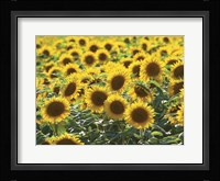 Sunflower 10 Framed Print