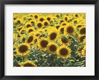 Sunflower 10 Framed Print