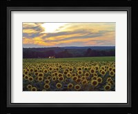 Sunflower 11 Fine Art Print