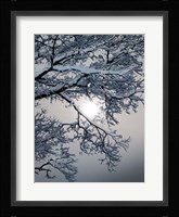 Winter 1 Fine Art Print