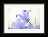 Blue Light Wild Hyacinth Fine Art Print