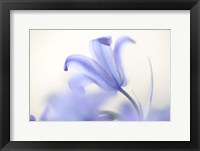 Blue Light Wild Hyacinth Fine Art Print