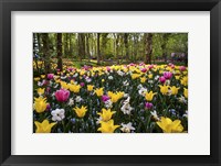 Colorful Corner Keukenhof Tulips Garden 2 Fine Art Print