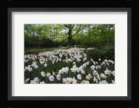 Keukenhof Botanical Daffodils Garden Framed Print