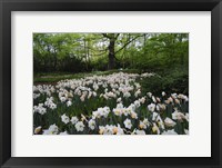 Keukenhof Botanical Daffodils Garden Fine Art Print
