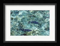 Maldives Fishes in the Clear Water 1 Framed Print