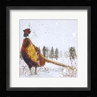 Christmas Pheasant Fine Art Print