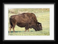Bison of the Badlands 1 Fine Art Print